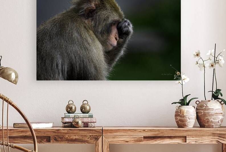 11484 Japanese Macaque Reflects by John Gilsenan Design Wall Art and Photography