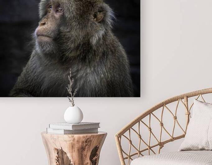 10453 Japanese Macaque by John Gilsenan Design Wall Art and Photography