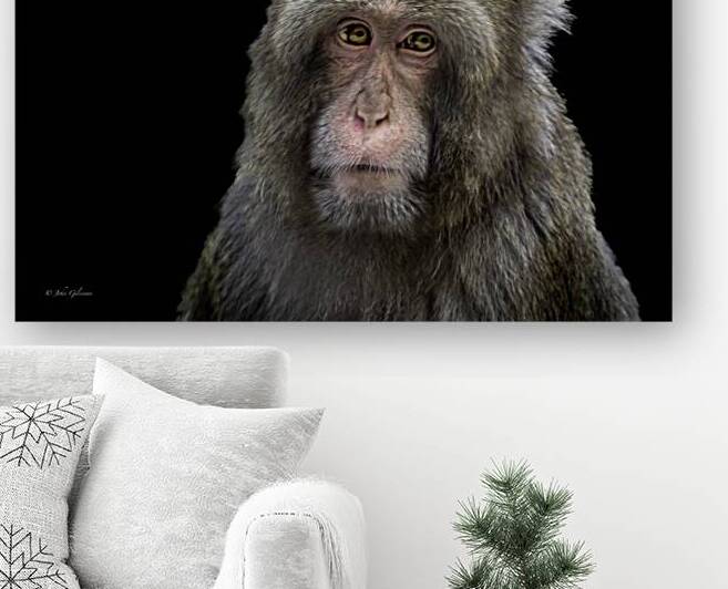 10452 Japanese Macaque  by John Gilsenan Design Wall Art and Photography
