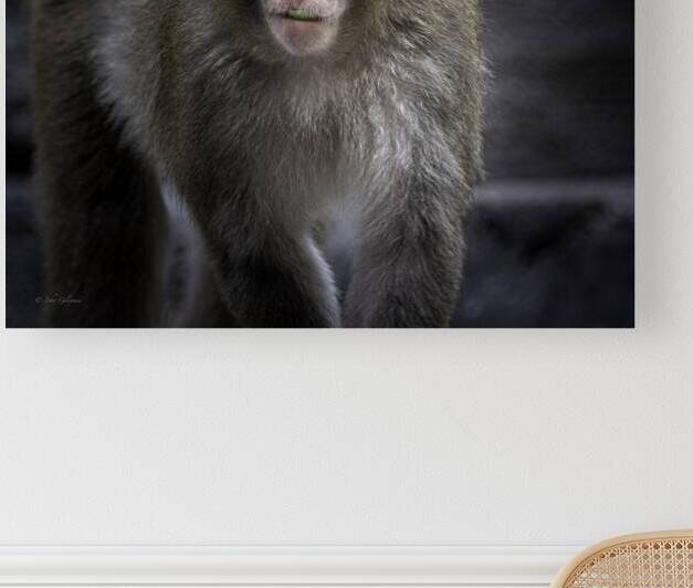 10456 Japanese Macaque by John Gilsenan Design Wall Art and Photography