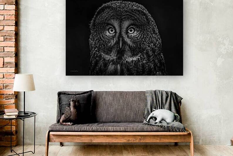 10686 Great Gray Owl Strix nebulosa by John Gilsenan Design Wall Art and Photography