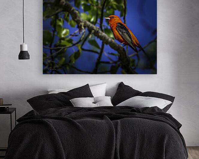 10948 Scarlet Tanager  by John Gilsenan Design Wall Art and Photography