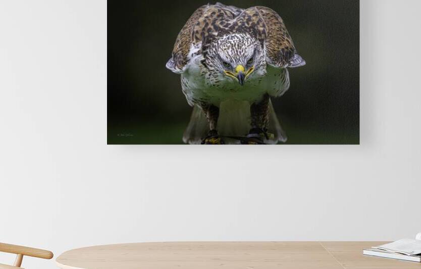 11485 Gyrfalcon.Falco rusticolus by John Gilsenan Design Wall Art and Photography
