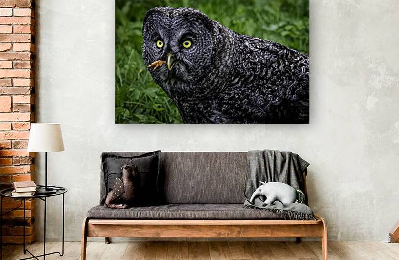 10091 Great Gray Owl Strix nebulosa by John Gilsenan Design Wall Art and Photography