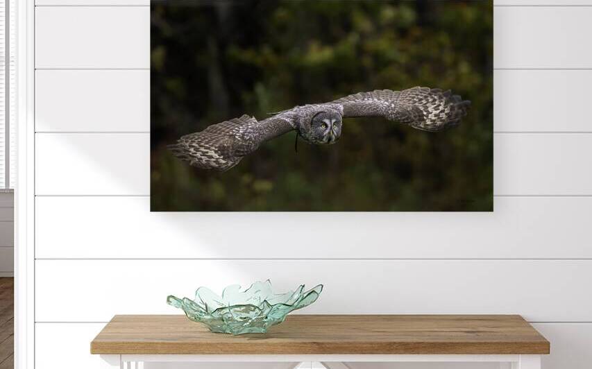 10470 Great Gray Owl Strix nebulosa by John Gilsenan Design Wall Art and Photography