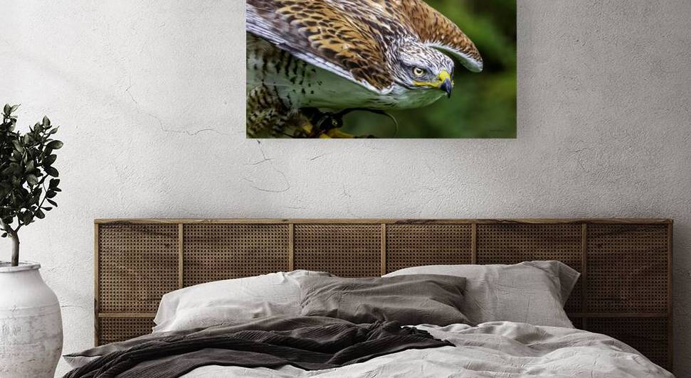 10525 Gyrfalcon Falcon. Falco rusticolus by John Gilsenan Design Wall Art and Photography