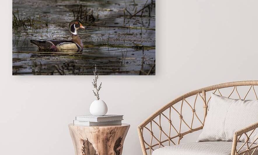 11465 Wood Duck by John Gilsenan Design Wall Art and Photography