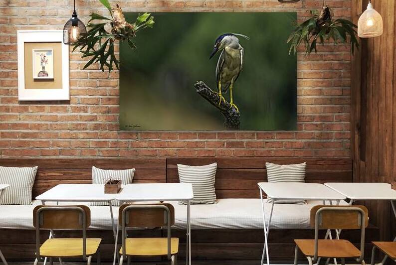 10699 Black Crowned Night Heron  by John Gilsenan Design Wall Art and Photography
