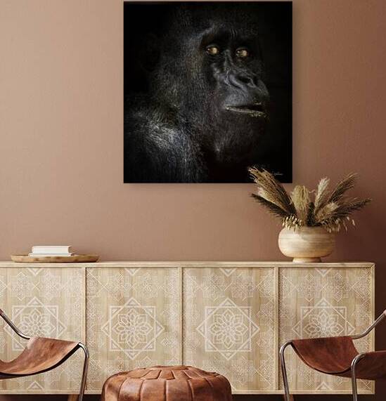 10444 Western Lowland Gorilla  by John Gilsenan Design Wall Art and Photography