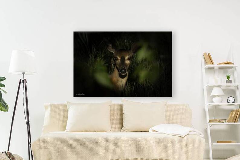 10745 Virginia White tail. Gore Bay Ont. by John Gilsenan Design Wall Art and Photography