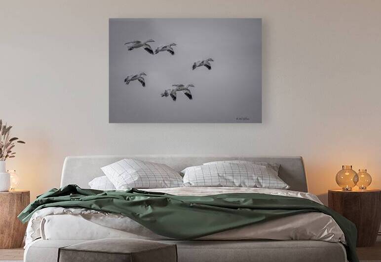 11354 Un Groupe Doies En Migration by John Gilsenan Design Wall Art and Photography