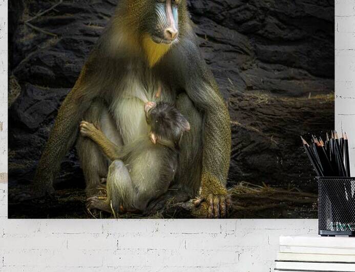 11487 Mandrill with Child  by John Gilsenan Design Wall Art and Photography