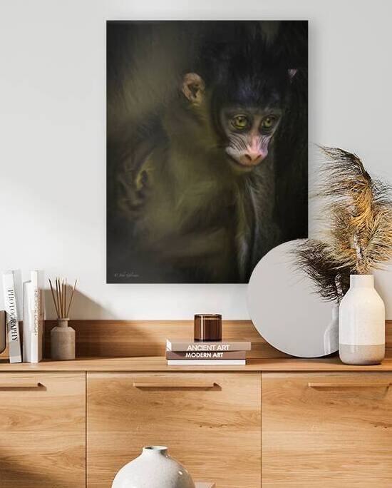 10428 New Born Mandrill Monkey  by John Gilsenan Design Wall Art and Photography