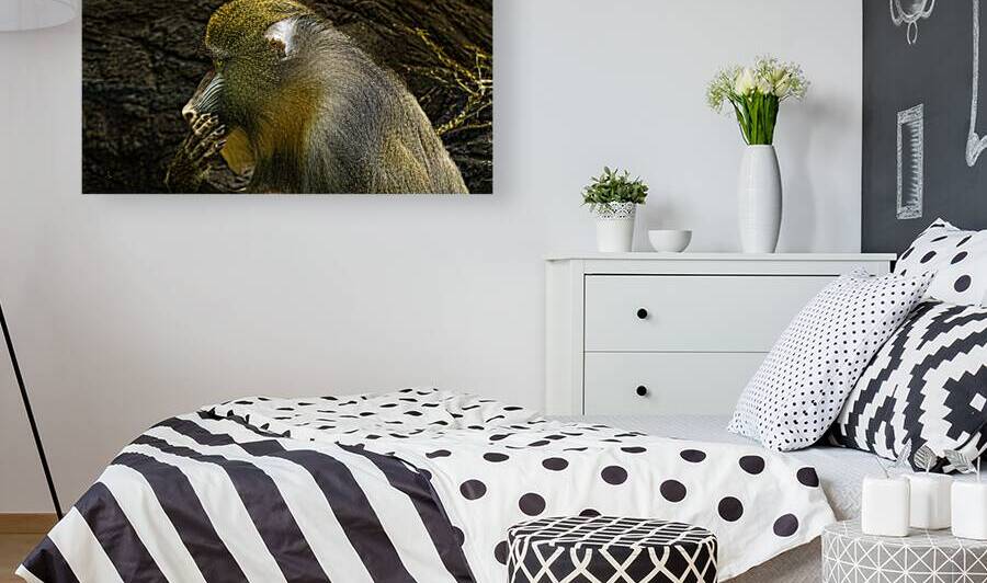 11275 Mandrill Monkey Pensive by John Gilsenan Design Wall Art and Photography