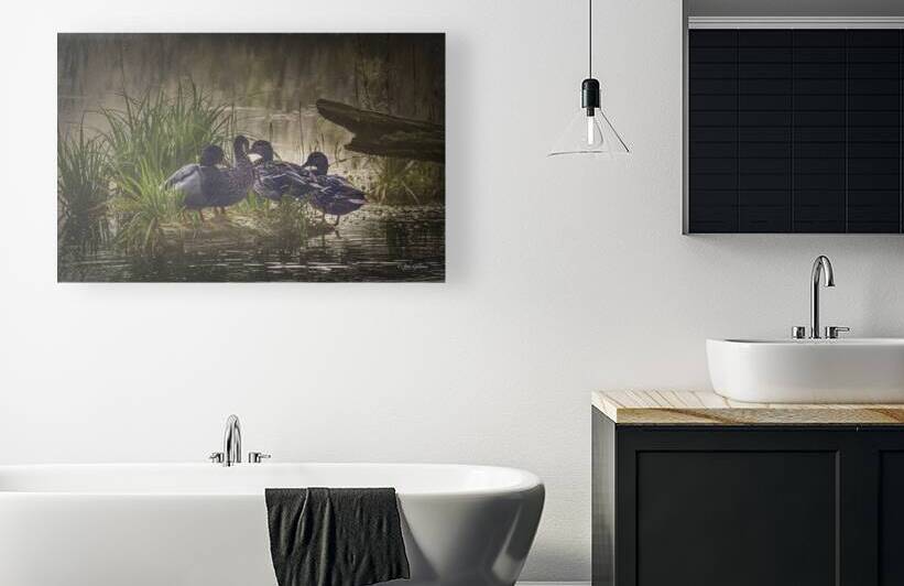 10695 Morning Mallards by John Gilsenan Design Wall Art and Photography