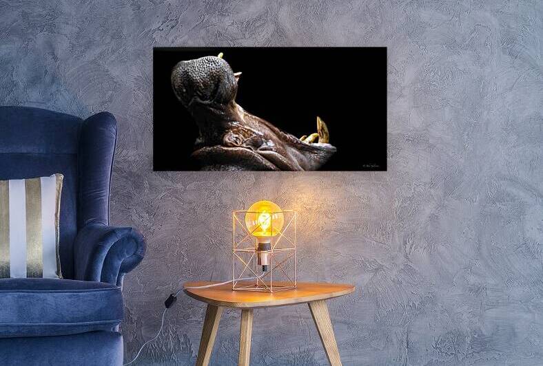 10634 Hippopotamus at the Parc Granby by John Gilsenan Design Wall Art and Photography