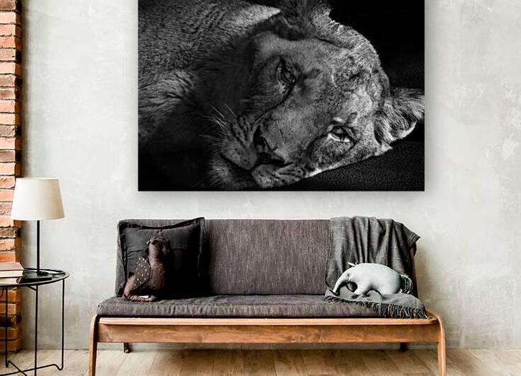 10426 African Lioness   by John Gilsenan Design Wall Art and Photography