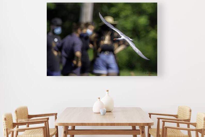 10344 Common Tern. Sterna hirundo by John Gilsenan Design Wall Art and Photography