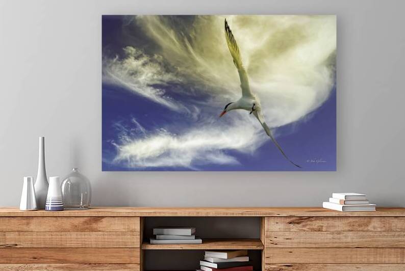 11018 Common Tern.  Sterna hirundo by John Gilsenan Design Wall Art and Photography
