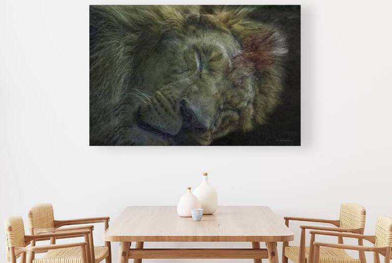 10604 African Lion 2 by John Gilsenan Design Wall Art and Photography