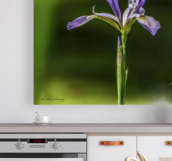 10076 Blue Iris  by John Gilsenan Design Wall Art and Photography