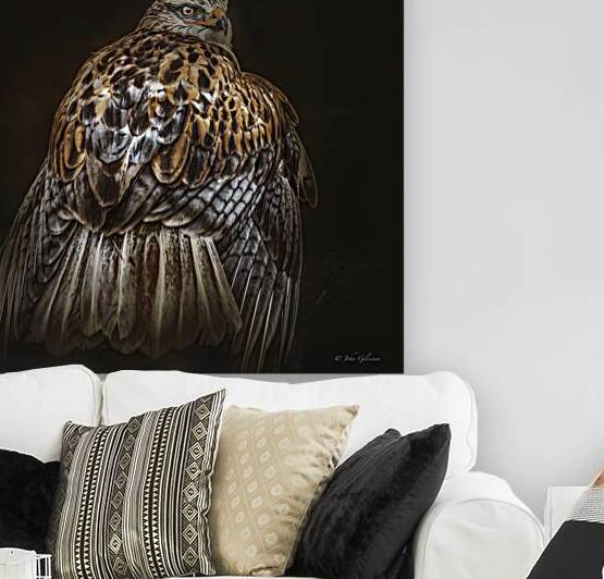 10870 Gyrfalcon Falco rusticolus by John Gilsenan Design Wall Art and Photography