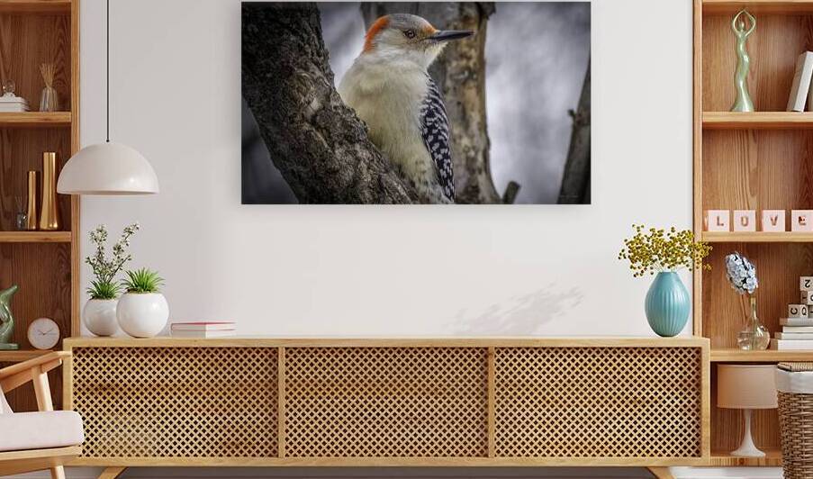 10957 Red bellied Woodpecker  by John Gilsenan Design Wall Art and Photography