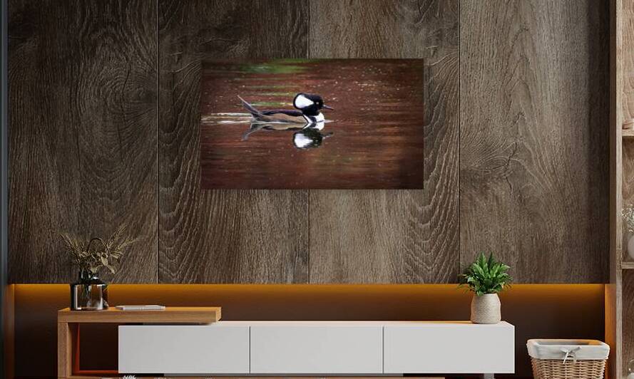 11363 Hooded Merganser  by John Gilsenan Design Wall Art and Photography
