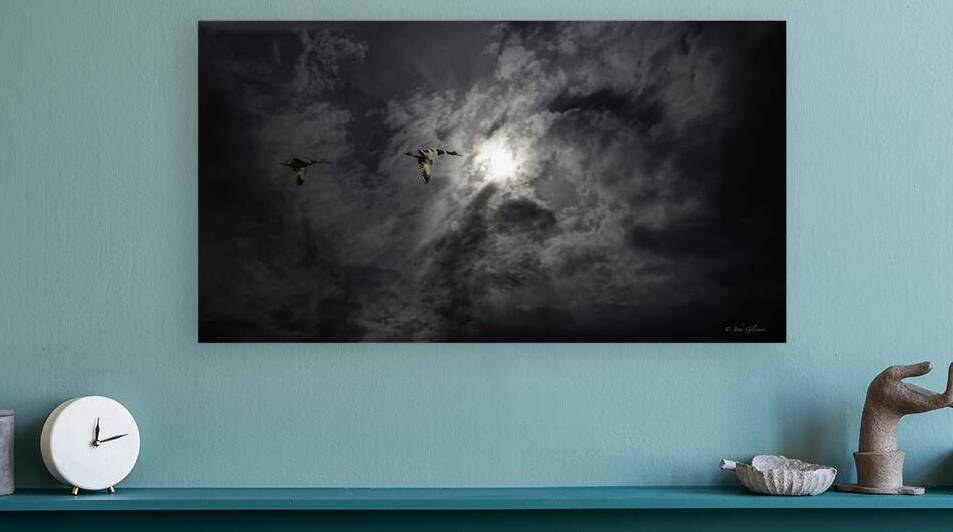 11433 Mallards in Flight by John Gilsenan Design Wall Art and Photography
