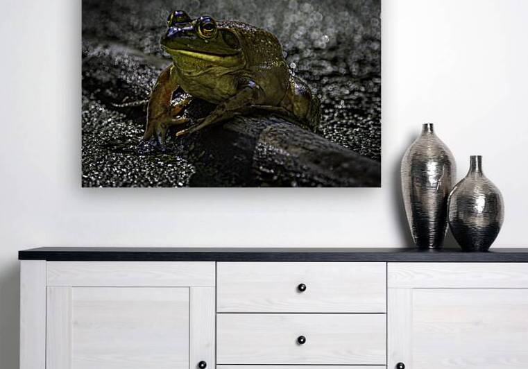 11450 Grenouille Taureau by John Gilsenan Design Wall Art and Photography