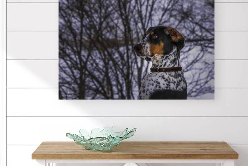 11314 German Shorthaired pointer by John Gilsenan Design Wall Art and Photography