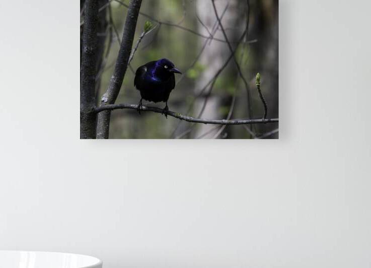 11440 Common Grackle by John Gilsenan Design Wall Art and Photography