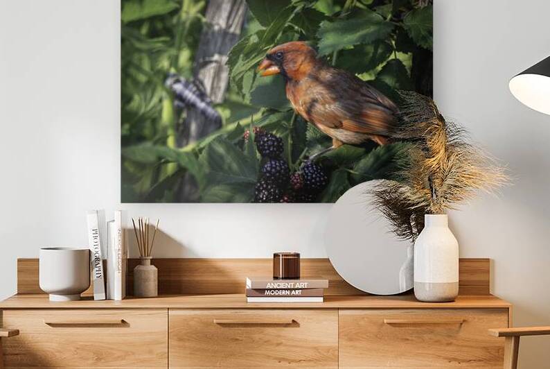 11512 Northern Cardinal with a Mother Load   by John Gilsenan Design Wall Art and Photography