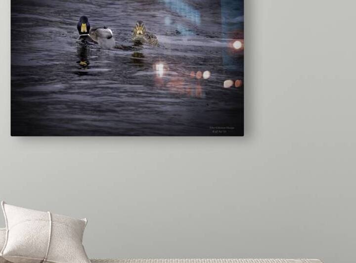 11529 Mallards Face a Face by John Gilsenan Design Wall Art and Photography