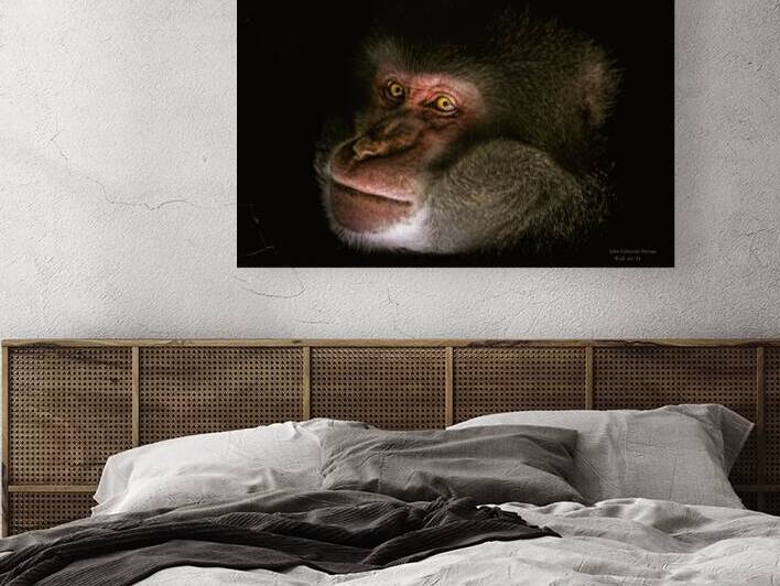 10878 Japanese Macaque Cercopithecidae  by John Gilsenan Design Wall Art and Photography