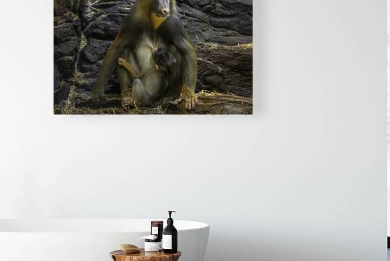 11532 Mandrill Monkey by John Gilsenan Design Wall Art and Photography