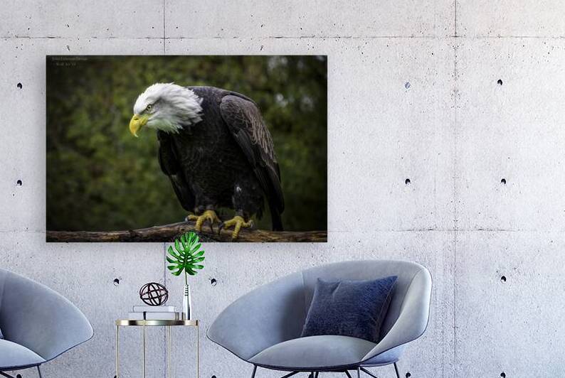 11545 Bald Eagle .....Haliaeetus leucocephalua by John Gilsenan Design Wall Art and Photography