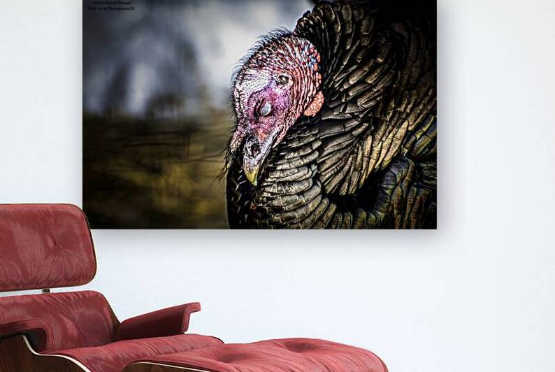 10937 Turkey vulture Cathartes aura 3 by John Gilsenan Design Wall Art and Photography