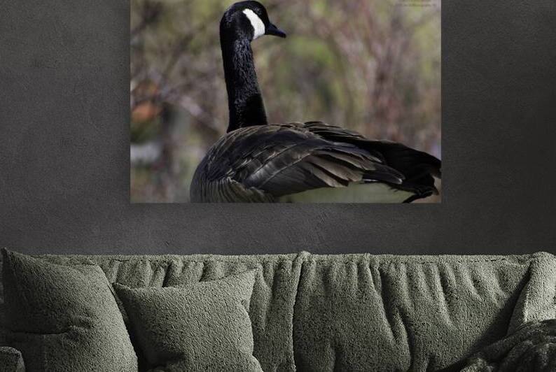 11556 Canada Goose Branta canadenis by John Gilsenan Design Wall Art and Photography