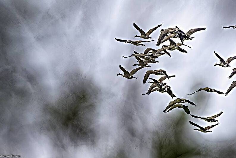 10528 Canada Geese Branta canadenis by John Gilsenan Design Wall Art and Photography