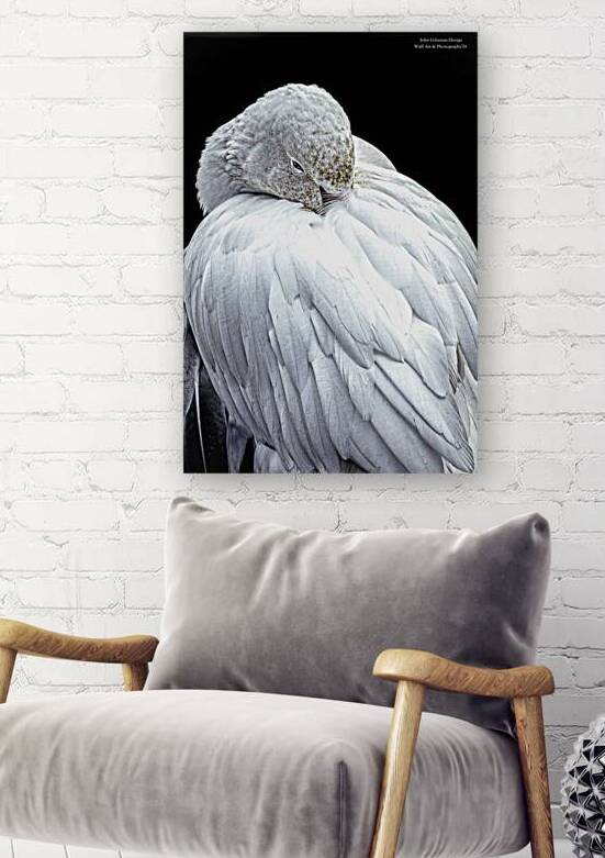 10906 Snow Goose Anser caerulescensî by John Gilsenan Design Wall Art and Photography