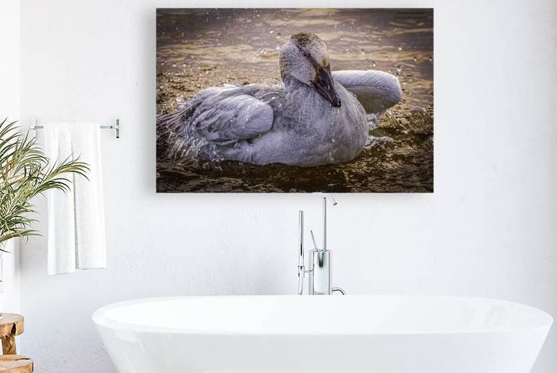11351 Snow Goose Anser caerulescens by John Gilsenan Design Wall Art and Photography