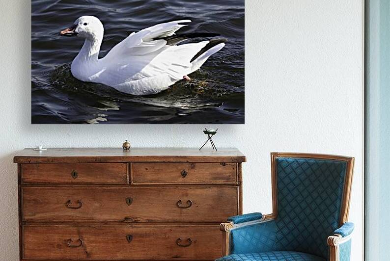 11063 Snow Goose   Anser caerulescens  by John Gilsenan Design Wall Art and Photography