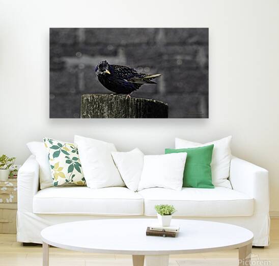 11564 European Starling by John Gilsenan Design Wall Art and Photography