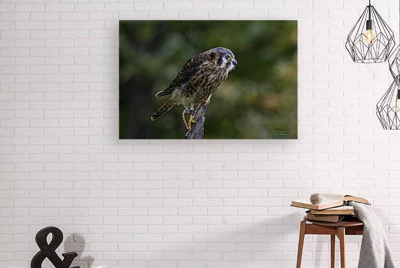 11565 American Kestral Falco sparverius by John Gilsenan Design Wall Art and Photography