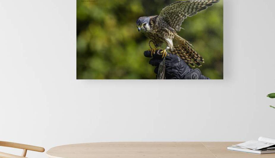 11569 American Kestral Falco sparverius by John Gilsenan Design Wall Art and Photography