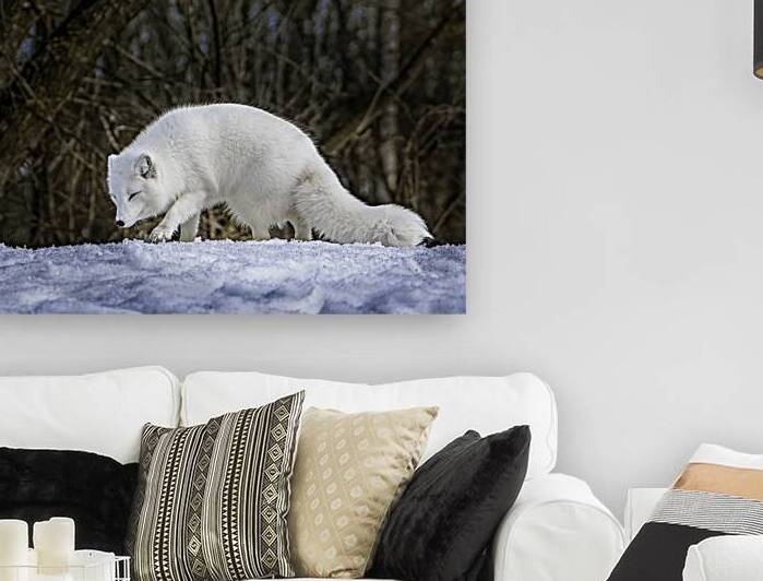 11575 Juvenile Artic Fox    Volpes Lagopist by John Gilsenan Design Wall Art and Photography