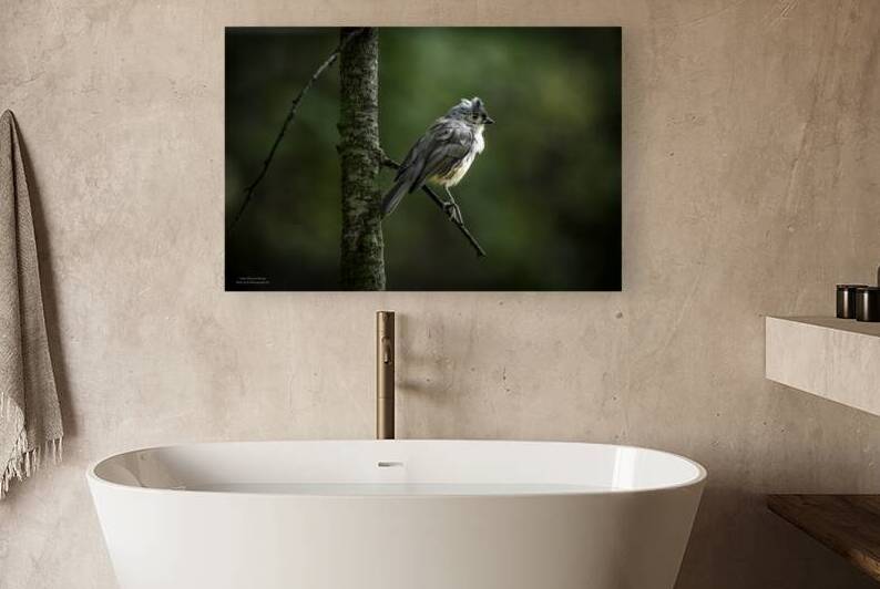 10759 Eastern Phoebe Sayornis phoebe by John Gilsenan Design Wall Art and Photography