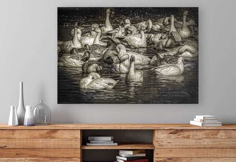 11353  Snow Geese  by John Gilsenan Design Wall Art and Photography