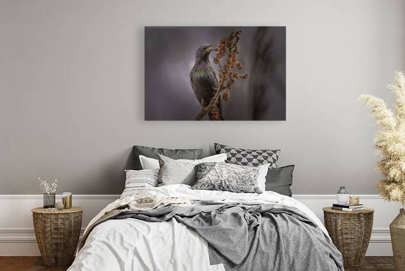 11439 European Starling Sturnus vulgaris by John Gilsenan Design Wall Art and Photography